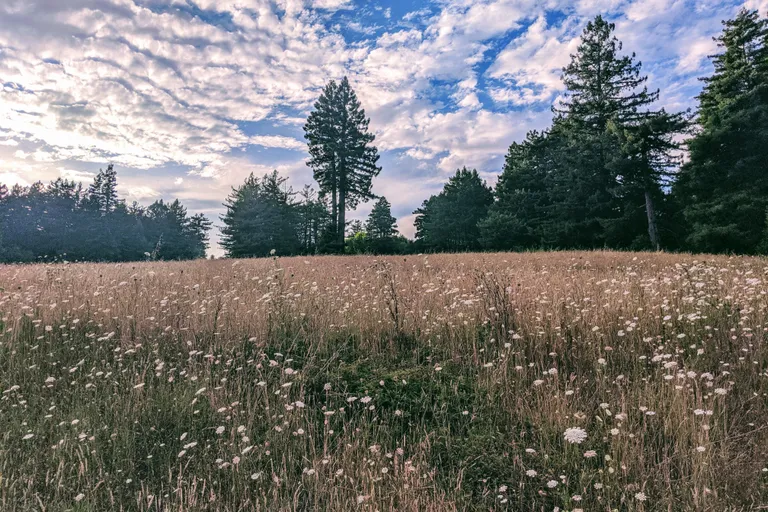 field