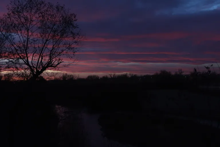 river tree