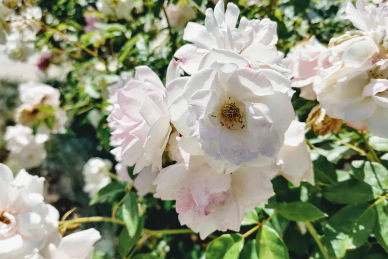 roses