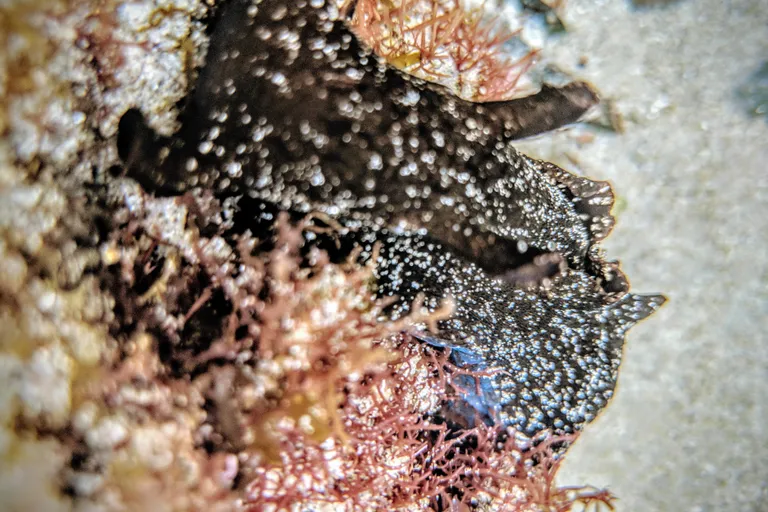 sea slug