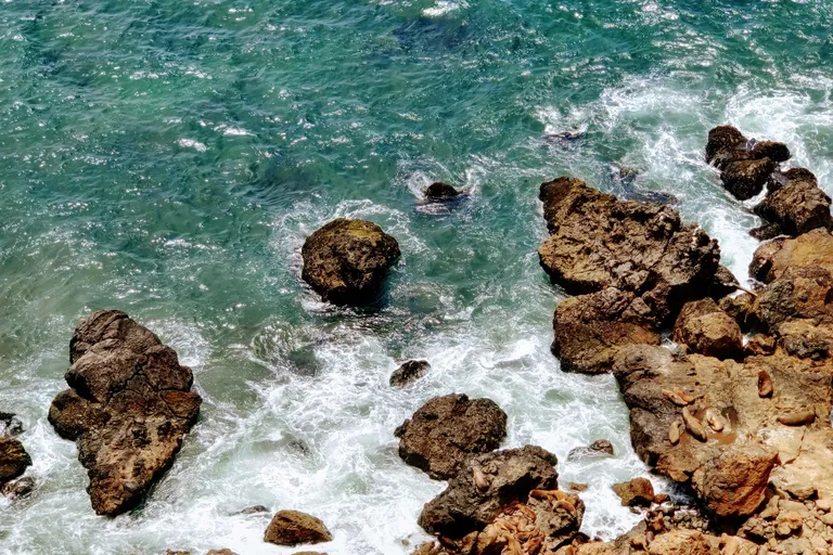 seals