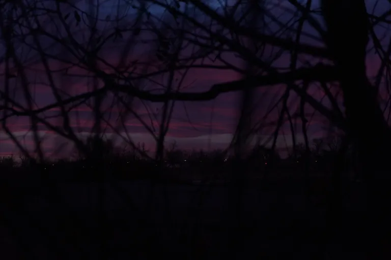 through the branches